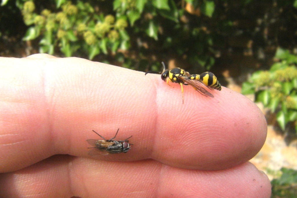 Eumenes stanco + mosca